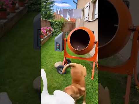 Ahh pato malvado 😂🙏