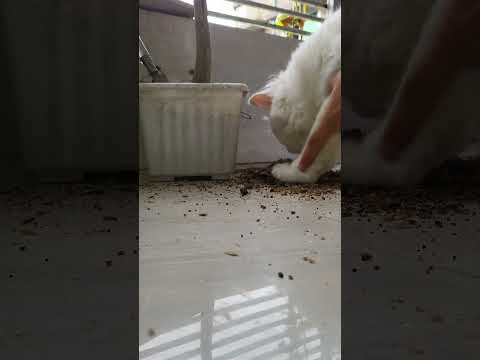 Maiza cleaning floor#cat #shorts @Maizathecat