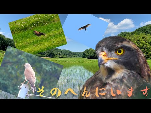 IUCN分類における絶滅の危険性を示す図。