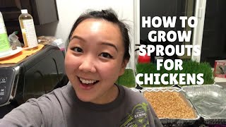 HOW TO: Grow Sprouts for Chickens