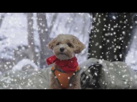 ❄️ Snow Camping in a Deeply Snow-Covered Forest with My Dog 🐶