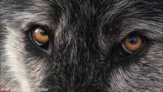 Black Wolf, Listen to His Eyes