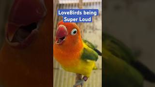 Download lagu Pasangan #lovebird kami yang super #berisik - #Cantik #Bahagia #Bernyanyi mp3 Download lagu Pasangan #lovebird kami yang super #berisik - #Cantik #Bahagia #Bernyanyi mp3