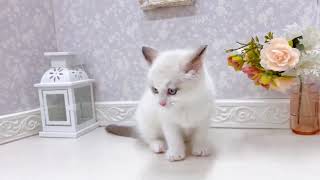 ラグドールの動画01