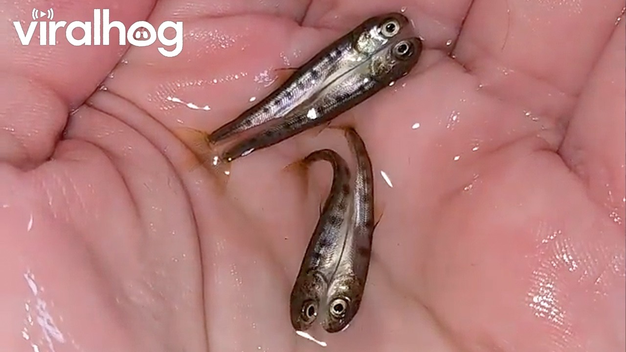Pacific Salmon Fry Are Conjoined Twins || ViralHog