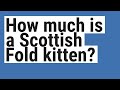 How much is a Scottish Fold kitten?
