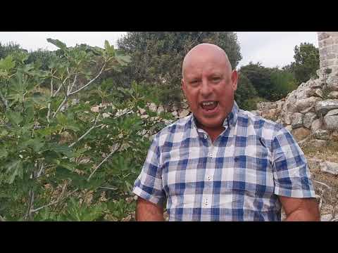 The Fig Tree and the Olive Tree