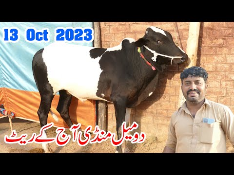 Today Domail Mandi Fatehjang Rate’s update13-Oct-2023 Part01Sunny Video Fateh Jang دومیل منڈی کے ریٹ
