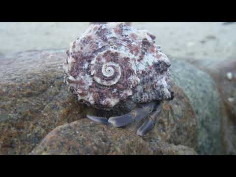 @ionbogdanstefanescu  Dan Dediu - Naufragi per flauto solo