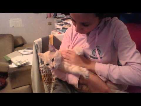 Fluffy cat demands hugs :D