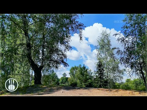 Entspannende Geräusche eines Sommerwaldes. Vogelgesang und das Geräusch des Windes.
