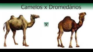 Camelo ou Dromedário?
