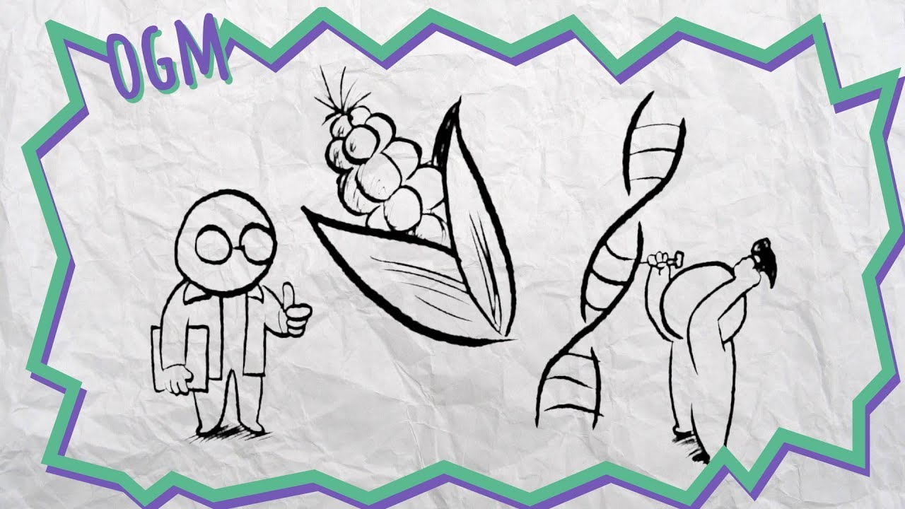 Organismos geneticamente modificados (OGM)