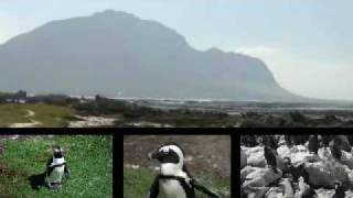 preview picture of video 'Stoney Point - Betty's Bay, South Africa'