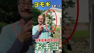 【日本の知恵】ヨモギを使った傷のお手当【野草】
