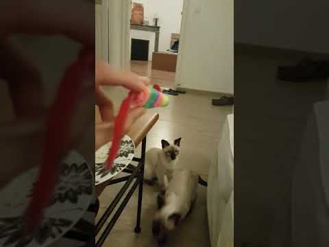 My Siamese cat plays fetch