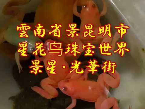 Vagando pelo mundo do caos colorido ~ Kunming Old Street Jewel Flower and Bird Market, cidade de Jingkunming, província de Yunnan Rua Jingxing/Rua Guanghua [Viagem de mochileiro - edição chinesa] Dongfeng W Rd, Wuhua Qu, Kunming Yunnan