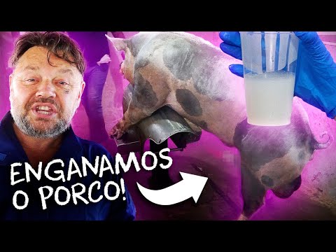 , title : 'COMO É FEITA A COLETA DE SÊMEN DE UM PORCO? | RICHARD RASMUSSEN'