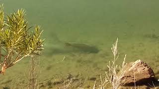 preview picture of video 'I SAW THE BIGGEST BASS EVER while Boondocking on the Colorado River! Full time Car-Dwelling/Boondock'