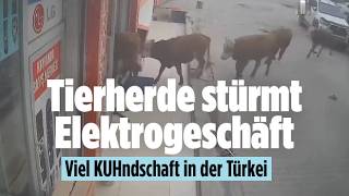 Kühe stürmen Elektrogeschäft: Tierischer Einkaufsbummel sorgt für Chaos