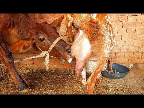 Cow Drinking Goat Milk! Animal Milking New Video 🐐🐂
