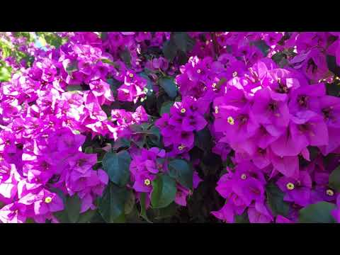 Lule Sarandës në kulm të çeljes