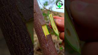 Grafting plants | Fruit tree grafting techniques | Successful grafting #shorts #bonsai #satisfying