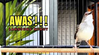 Download lagu SUARA BURUNG CIBLEK GACOR NGEBREN PANCINGAN Ciblek Semi bahan jadikan ciblek kristal GACOR TARUNG mp3