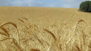 Fields of Gold - Lyrics - Eva Cassidy