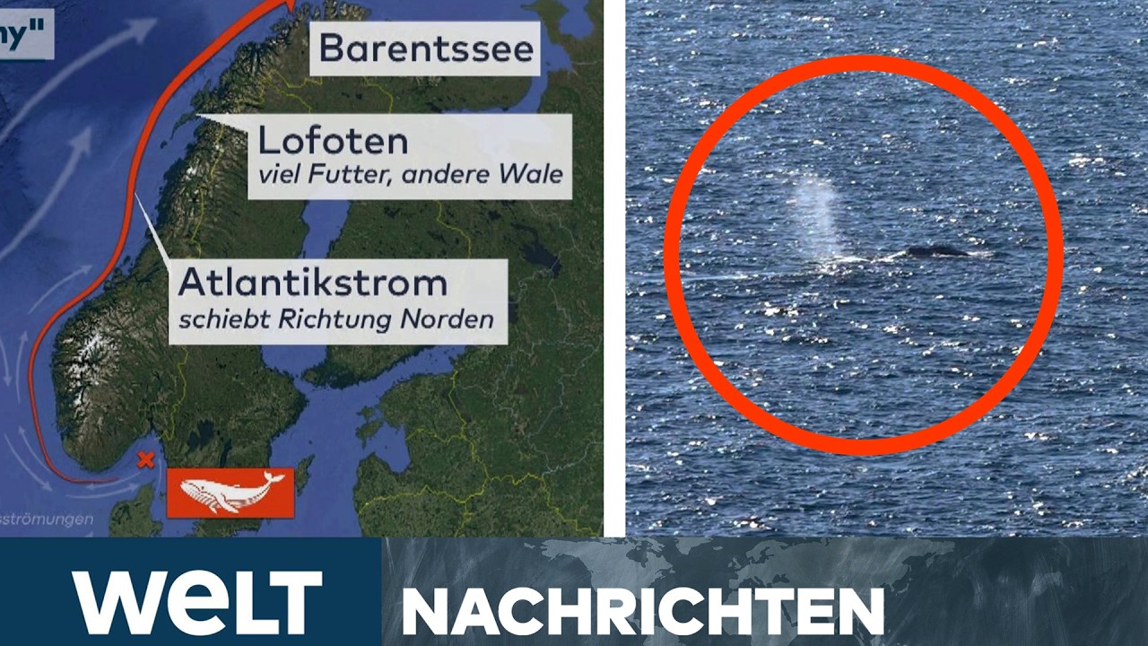 NORDSEE: Erlösendes Signal! Timmy schwimmt in die richtige Richtung! I WELT LIVE