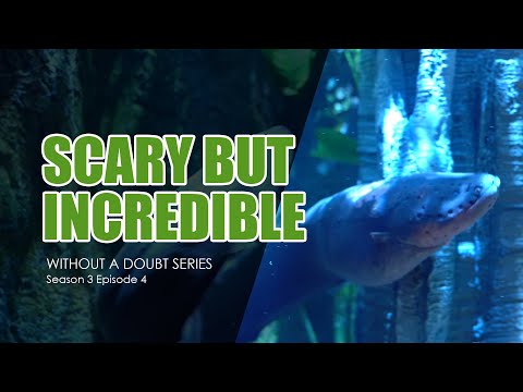 The incredible Sargasso Sea Eel Migration