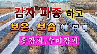 [텃밭농부 2,168]  감자 파종하고 보온 보습 해 주는 방법! #감자재배
