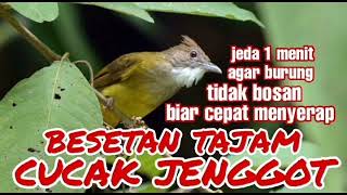 Download lagu masteran besetan cucak jenggot jeda 1 menit. mp3