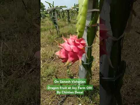 Chintan ki Shan _ Dragon in Rajpipala Rajawada #dragonfruit #farmar @GrowvidSamay