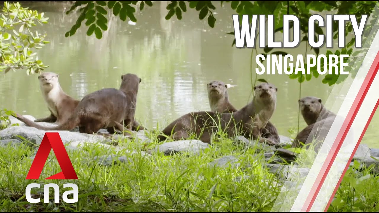 Singapore's Hidden Wildlife | Wild City | Full Episode