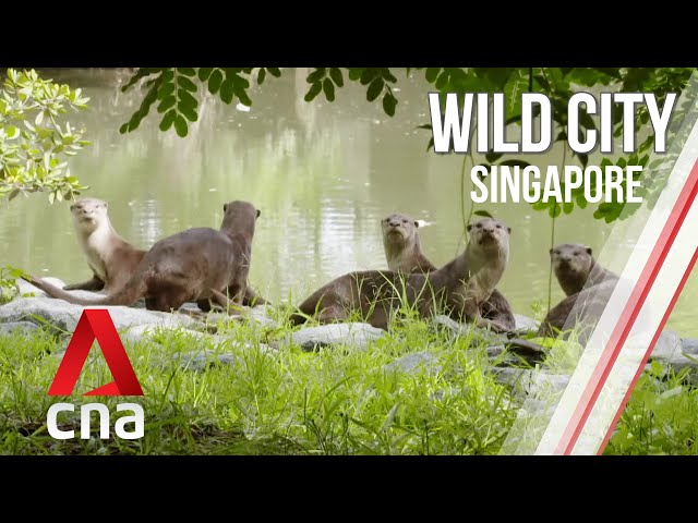 Singapore's Hidden Wildlife | Wild City | Full Episode