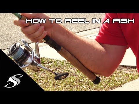 How to Reel in a Fish for Beginners
