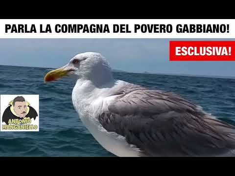 ESCLUSIVA! Parla la compagna del POVERO GABBIANO!