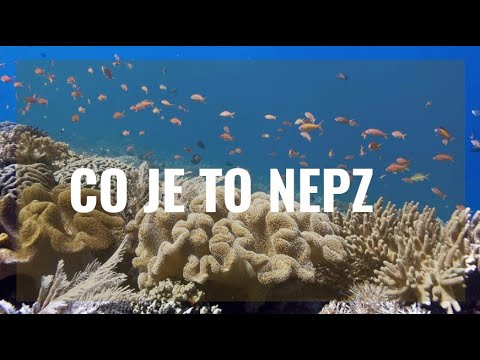 CO JE TO NEPZ (2025)