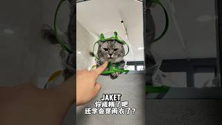 Download lagu Oreo likes to peek at his owner while he's taking a bath 🙀 #cutecat mp3