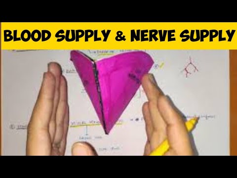 Urinary Bladder - 5 | Blood Supply & Nerve Supply