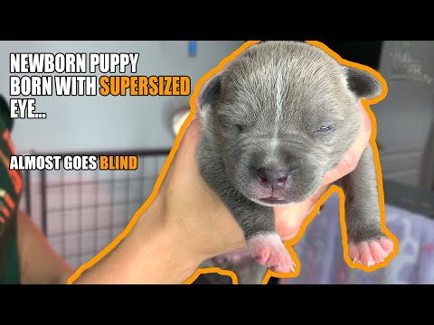 Newborn Puppy eye infection; newborn puppy eye swollen at home treatment; Puppy almost lost her eye.