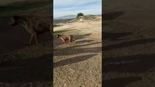 Video preview image #1 Retriever -Unknown Mix Puppy For Sale in Newport Beach, CA, USA