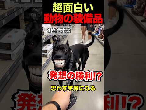 思わず笑顔になる動物の装備品4連発
