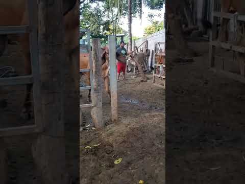 disponible en San Rafael Oriente, San Miguel 03/12/2025