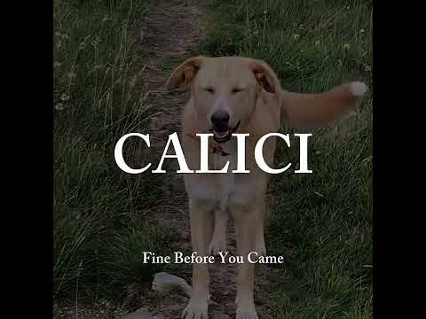 Fine Before You Came - Calici