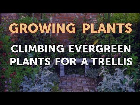 How to Nurse a Dying Ivy Plant Back to Life