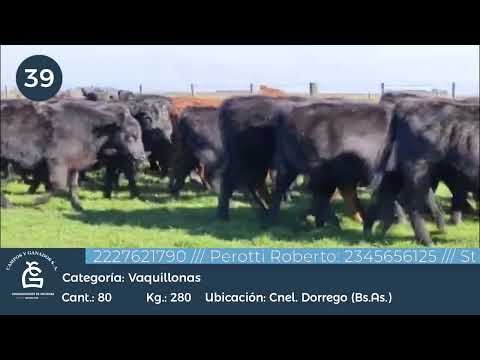 Lote VAQUILLONAS- Cnel Dorrego Bs As