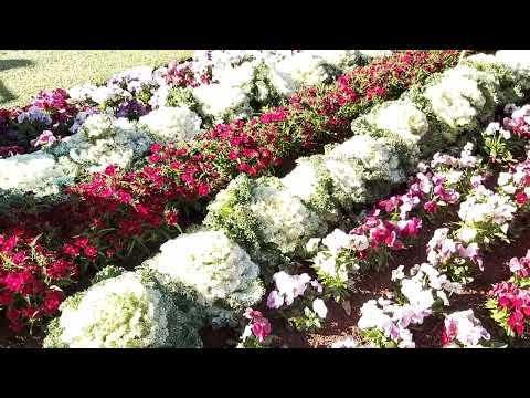 Queens Park & Botanic Gardens Toowoomba