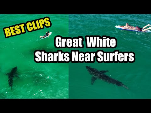 Best Footage of Great White Sharks Near Surfers 4K